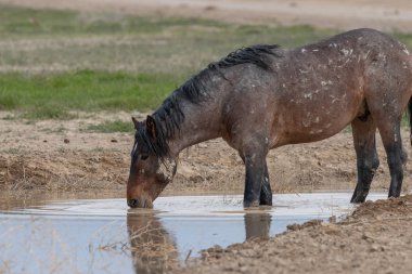 Baharda Utah çölündeki bir su birikintisinde vahşi bir at.