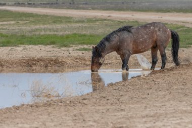 Baharda Utah çölündeki bir su birikintisinde vahşi bir at.
