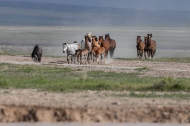 Baharda Utah çölünde vahşi bir at sürüsü.
