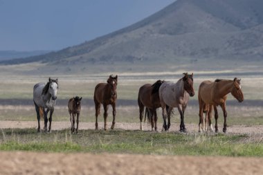 Baharda Utah çölünde vahşi bir at sürüsü.