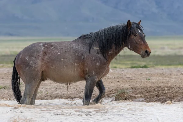 Wild Horse Utah Desert Waterhole Spring — Stock Photo, Image