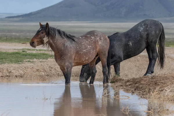 Egy Pár Vad Egy Víznyelőnél Utah Sivatagban — Stock Fotó