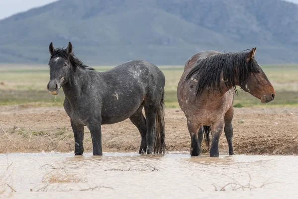 Para Dzikich Koni Przy Wodopoju Pustyni Utah — Zdjęcie stockowe