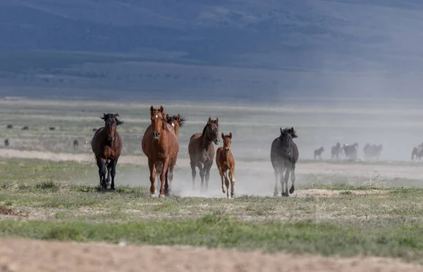 Baharda Utah Çölünde Vahşi Bir Sürüsü — Stok fotoğraf