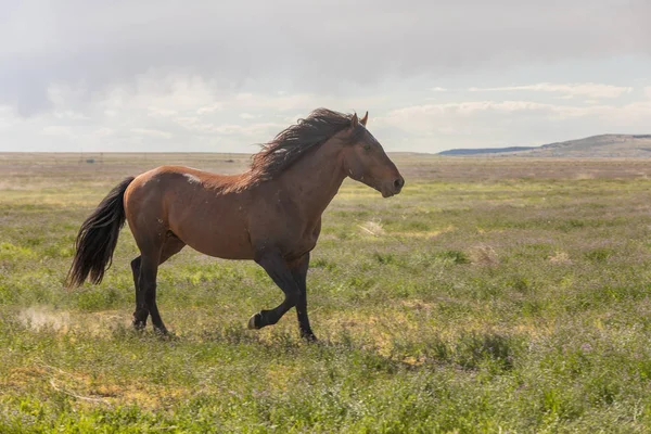 春天犹他州沙漠中一匹美丽的野马 — 图库照片