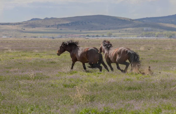 Wild Horse Stallions Chasing Each Other Utah Desert — Stock Photo, Image