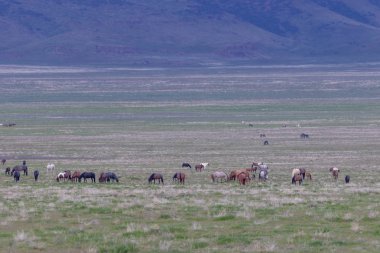 Baharda Utah çölünde vahşi at sürüsü.