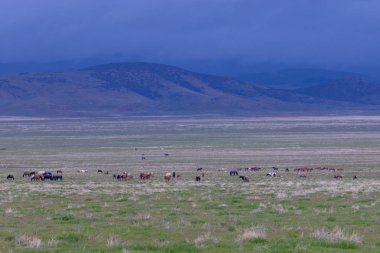 Baharda Utah çölünde vahşi at sürüsü.