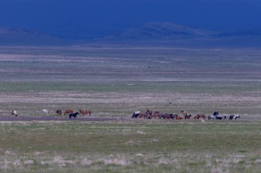 Baharda Utah çölünde vahşi at sürüsü.
