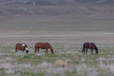 Baharda Utah çölünde vahşi at sürüsü.