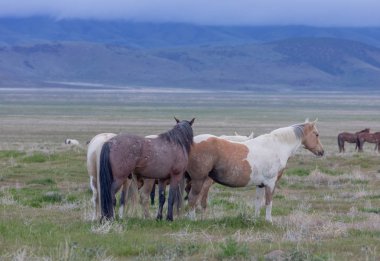 Baharda Utah çölünde vahşi at sürüsü.