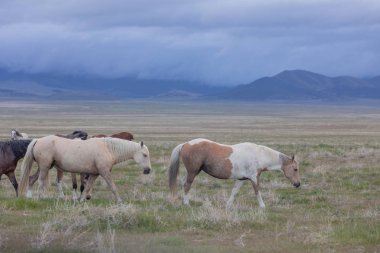 Baharda Utah çölünde vahşi at sürüsü.