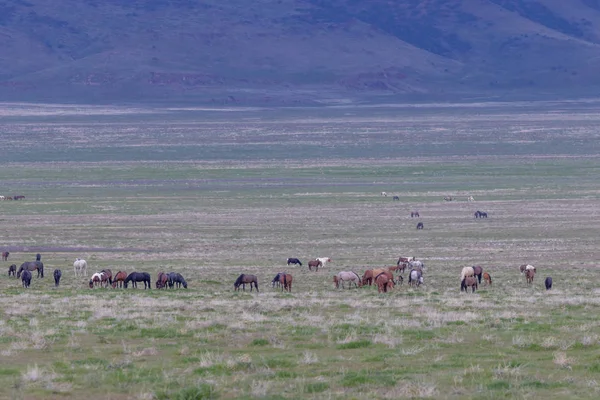 Ένα Κοπάδι Άγρια Άλογα Στην Έρημο Της Γιούτα Την Άνοιξη — Φωτογραφία Αρχείου