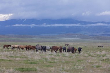 Baharda Utah çölünde vahşi at sürüsü.