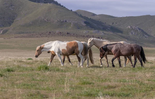 Troupeau Chevaux Sauvages Dans Désert Utah Printemps — Photo