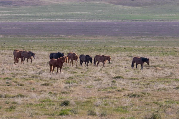 春にユタ砂漠で野生の馬の群れが — ストック写真