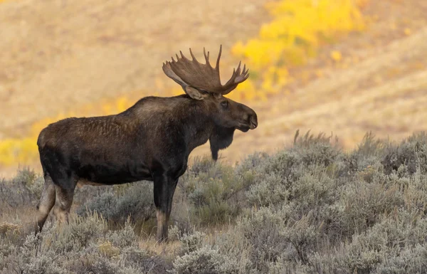 Grand Teton Ulusal Parkı Wyoming 'de sonbaharda bir boğa geyiği.