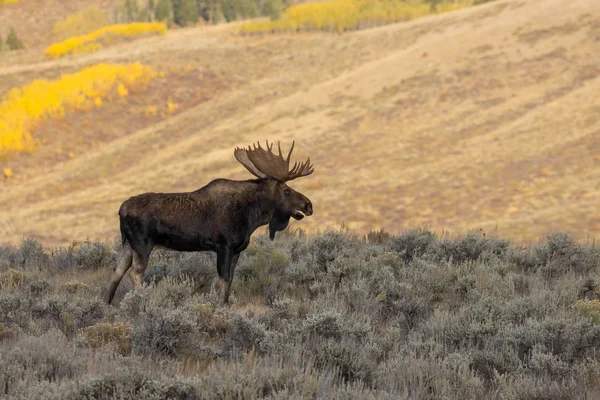 Taureau Orignal Shiras Automne Dans Parc National Grand Teton Wyoming — Photo