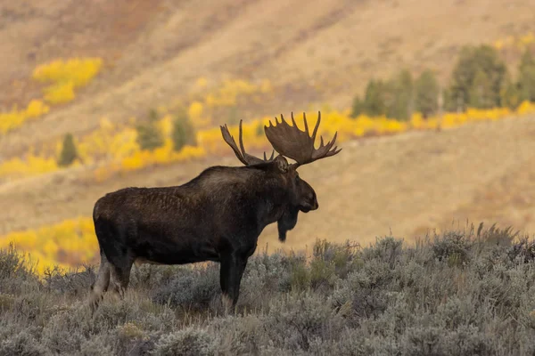 Grand Teton Ulusal Parkı Wyoming 'de sonbaharda bir boğa geyiği.