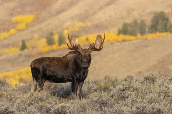 Taureau Orignal Shiras Automne Dans Parc National Grand Teton Wyoming — Photo