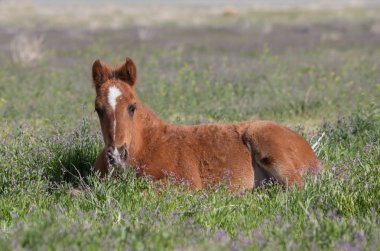 Baharda Utah çölünde şirin bir at yavrusu.