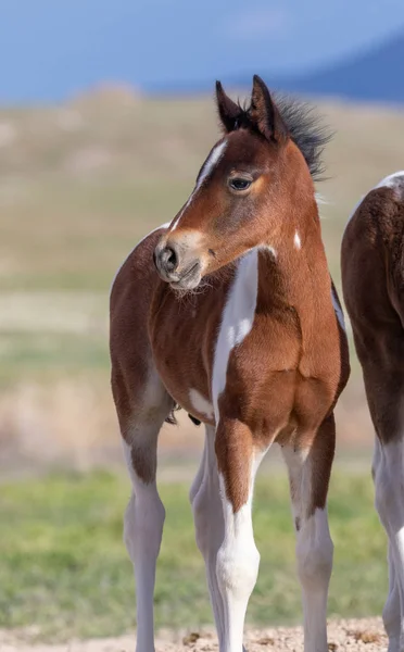 Söt Vild Häst Föl Utah Öknen Våren — Stockfoto