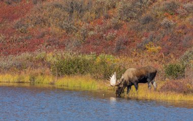 Sonbaharda Denali Ulusal Parkı 'nda Alaska Yukon geyiği.