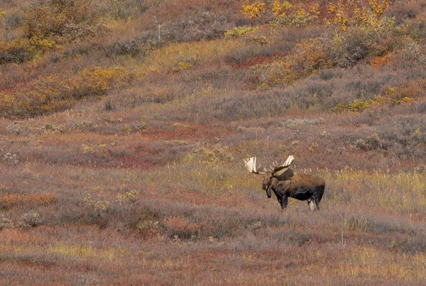 Alaska Yukon Tjur Älg Denali Nationalpark Hösten — Stockfoto