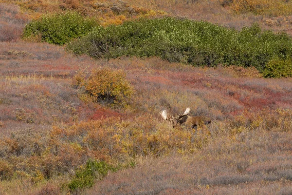 Podzim Býk Aljašce Yukon Národním Parku Denali — Stock fotografie