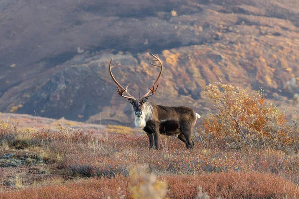 Barren Ground Caribou Bull Alaska Autumn — Stock Photo, Image