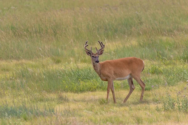 Whitetail Buck Aksamit Lecie — Zdjęcie stockowe