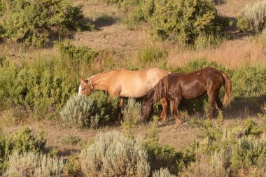 Yaz aylarında kum lavabo Colorado içinde güzel vahşi atlar