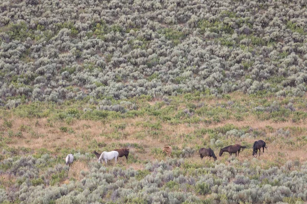 Yaz Aylarında Kum Lavabo Colorado Içinde Güzel Vahşi Atlar — Stok fotoğraf