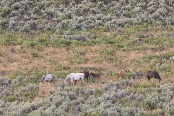 Piękne Dzikie Konie Piasek Umywalka Colorado Lecie — Zdjęcie stockowe