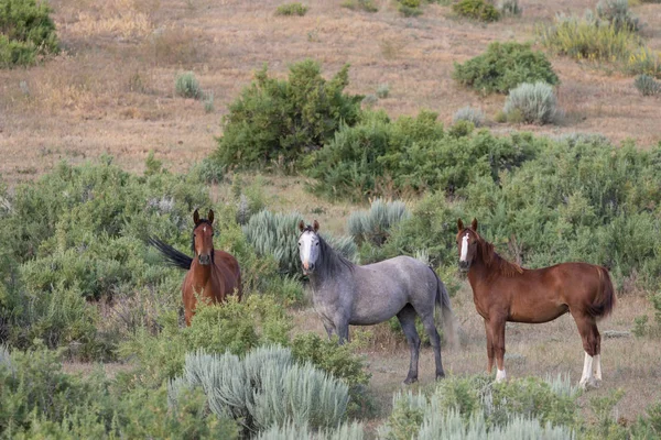 beautiful wild horses in the sand wash basin Colorado in summer