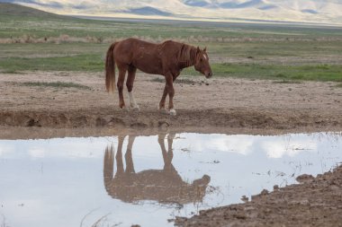 Baharda Utah çölündeki bir su birikintisinde vahşi bir at.