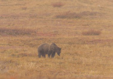Sonbaharda Denali Ulusal Parkı 'nda bir boz ayı.