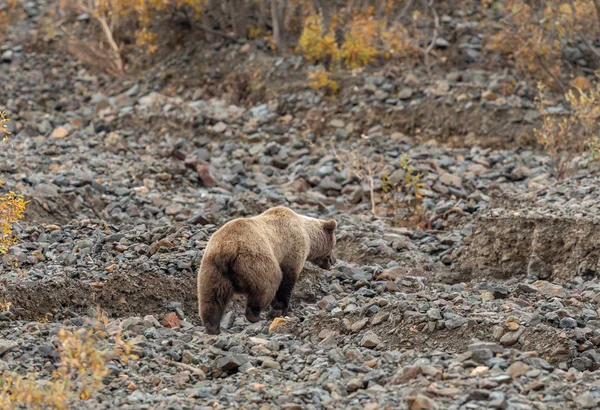 Een Grizzly Beer Denali National Park Alaska Herfst — Stockfoto