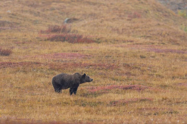 Urso Pardo Parque Nacional Denali Alasca Outono — Fotografia de Stock