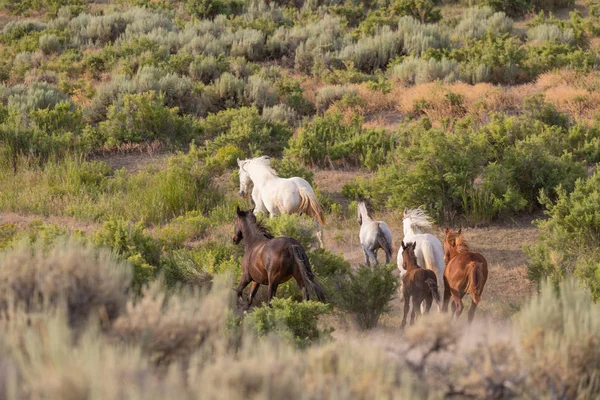 wild horses running in the sand wash basin Colorado in summer