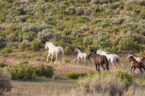 wild horses running in the sand wash basin Colorado in summer
