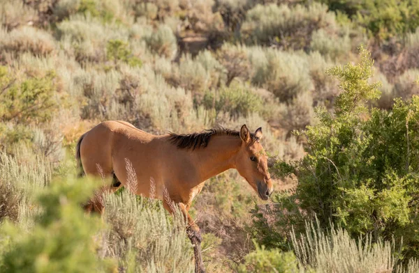 Beautiful Wild Horse Summer Sand Wash Basin Colorado — Stock Photo, Image