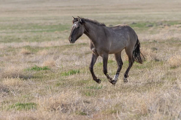 Cavalo Selvagem Primavera Deserto Utah — Fotografia de Stock