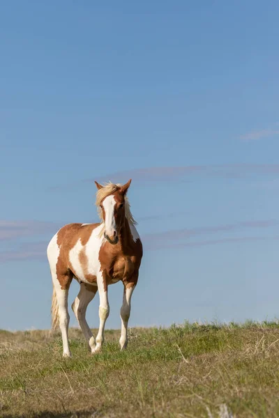 Een Wild Paard Het Voorjaar Utah Woestijn — Stockfoto
