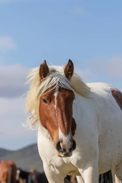 a wild horse in spring in the Utah desert