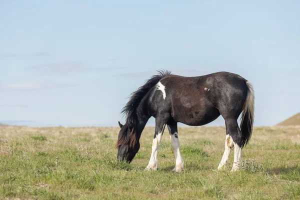 a wild horse in spring in the Utah desert