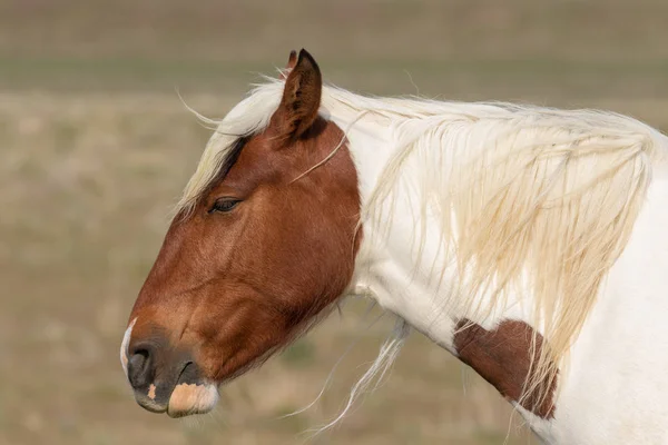 a wild horse in spring in the Utah desert