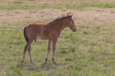 Utah Çölü 'nde baharda tatlı bir at yavrusu.