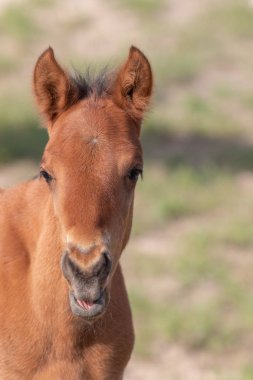Utah Çölü 'nde baharda tatlı bir at yavrusu.
