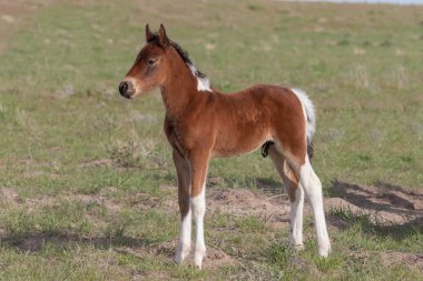 Utah Çölü 'nde baharda tatlı bir at yavrusu.